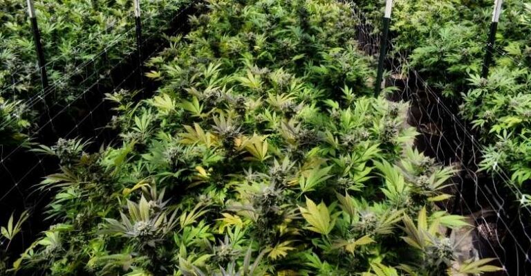 Falling Prices of Cannabis Bringing Loss for Northern California Farmers